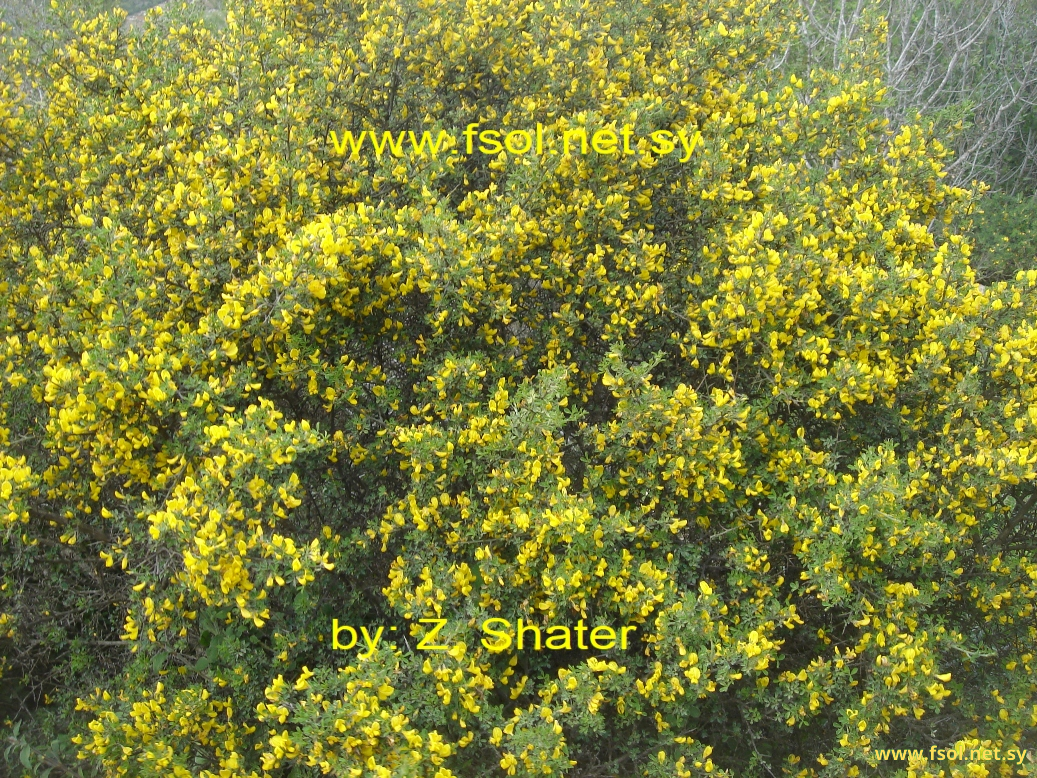 Calicotome villosa ( Poir) Link.